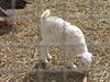 Beth > Friday morning, we visited the Llama Farm in Mitzpeh Ramon.  But before we saw the llamas, we saw this adorable little lamb.