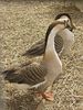 Beth > And this very bizarre looking goose.