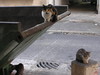 Beth > Stray cats are all over Jerusalem.  These three cats by a dumpster isn't an unsual site at all here.