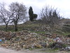 Beth > Tu BiSh'vat, the Jewish "New Year of Trees" or Jewish Arbor Day, has in modern times become tied to the tradition of planting trees in Israel.  The day before the holiday, three friends from HUC and I traveled to the West Bank with Rabbis for Human Rights to plant olive trees there.   Olive trees are both sources of livelihood for Palestinian farmers and symbols of peace.